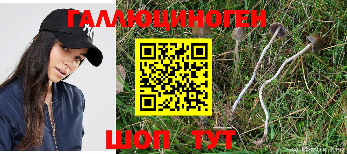 Шуя  Псилоцибиновые грибы ЛСД  Псилоцибиновые грибы Psilocybine cubensis  Вход с VPN 